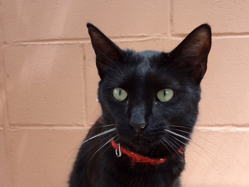 MIXI – ADOPCIO ALEMANYA