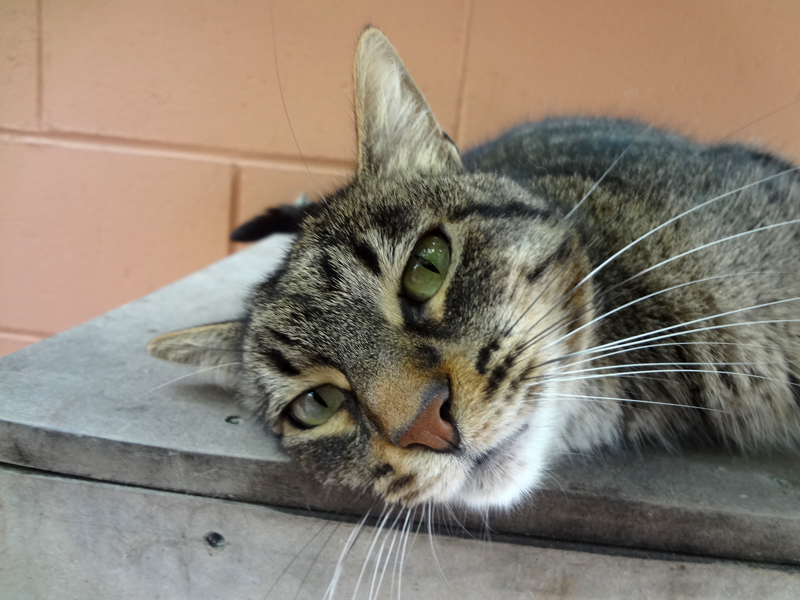 MIMA – ADOPCIO ALEMANYA