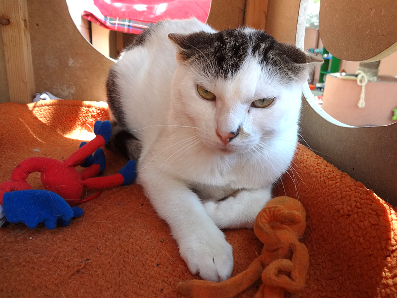 TRAPELLA – ADOPCIO ALEMANYA