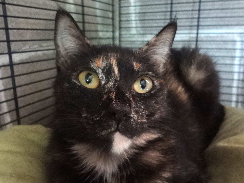 ALICE – ADOPCIO ALEMANYA