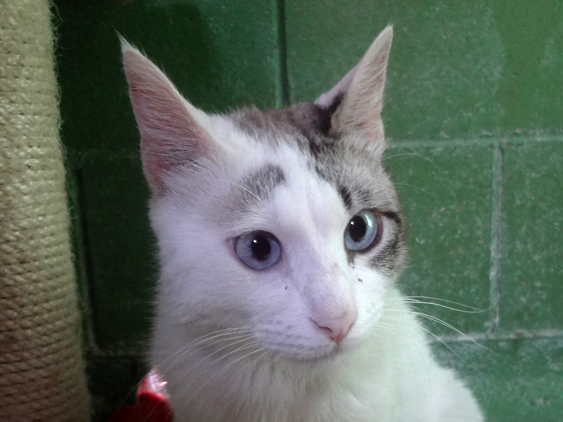 OSO – ADOPCIO ALEMANYA