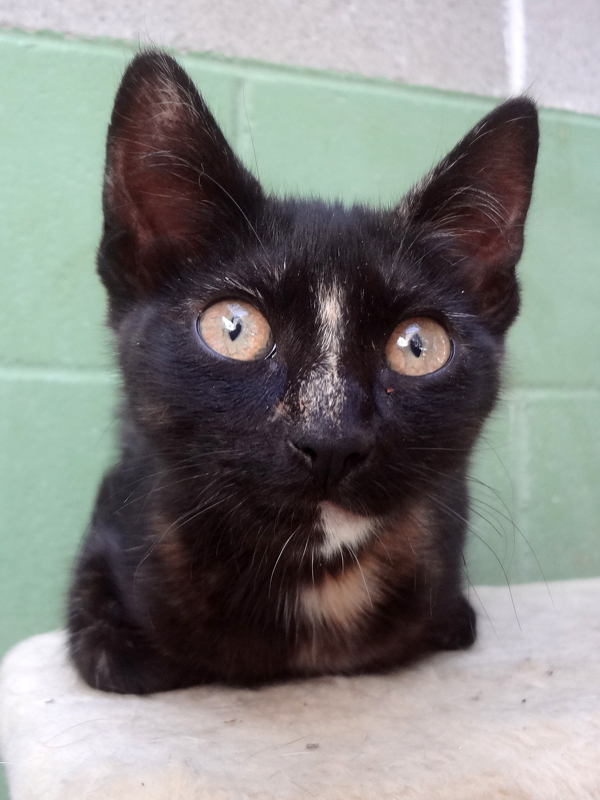 JESSY – ADOPCIO ALEMANYA