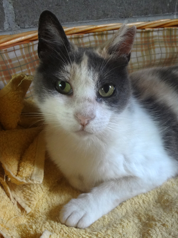 PANTXETA – ADOPCIO ALEMANYA