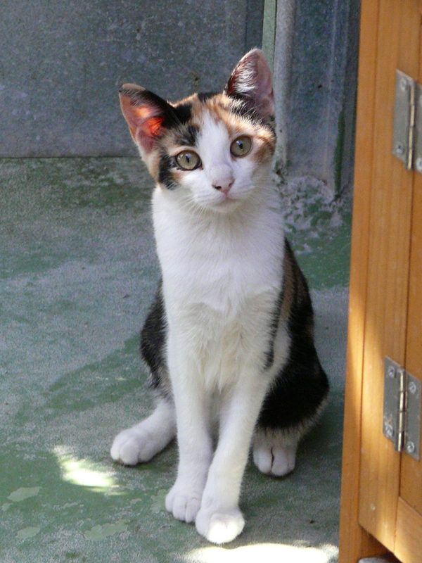 LALI – ADOPCIO ALEMANYA