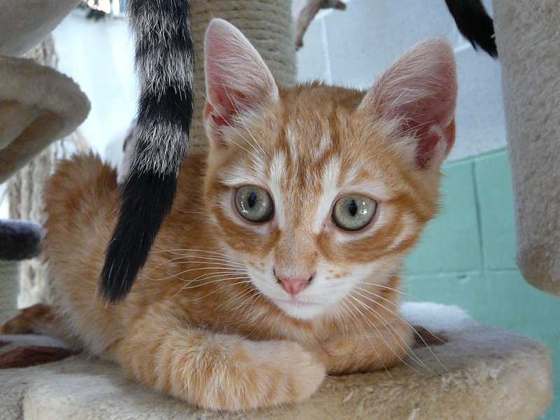 PHORTOS – ADOPCIO ALEMANYA