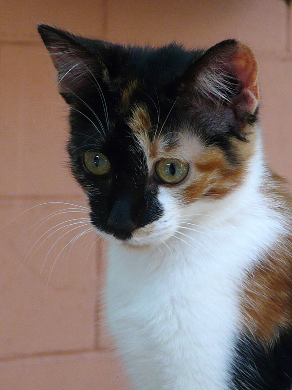 NADIA – ADOPCIO ALEMANYA