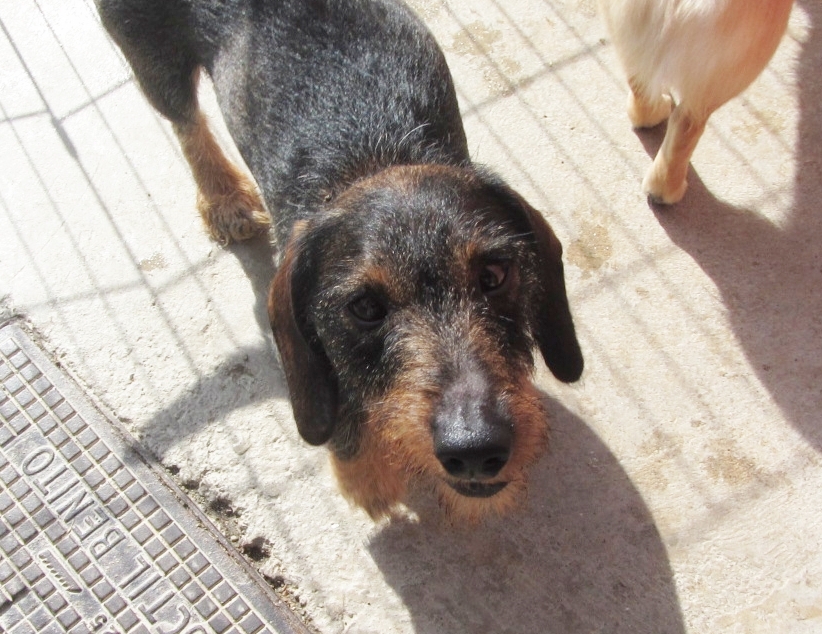 JERO – ADOPTADO ALEMANIA