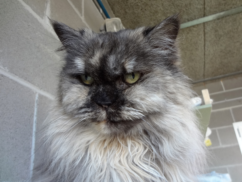 PRINCESS – ADOPTADA