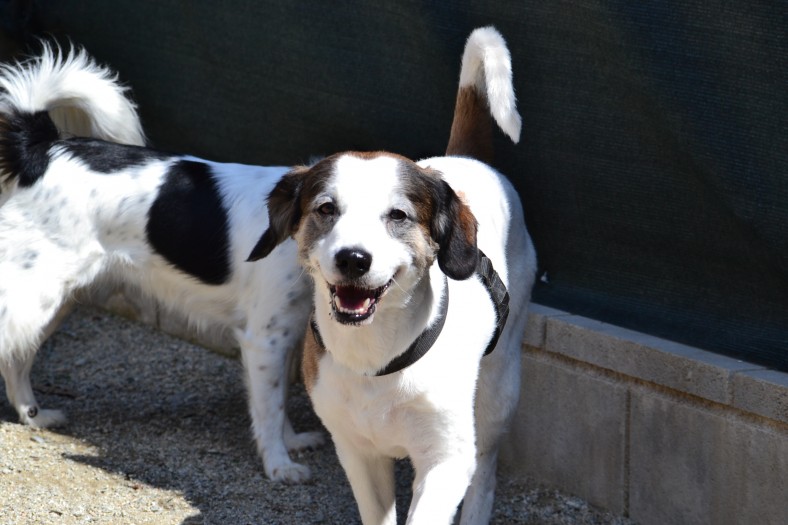 BALU PETIT – ADOPTAT