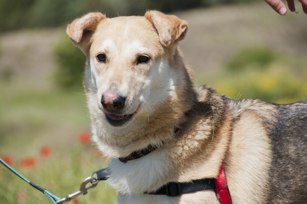 PEPI (en acollida per adopció)