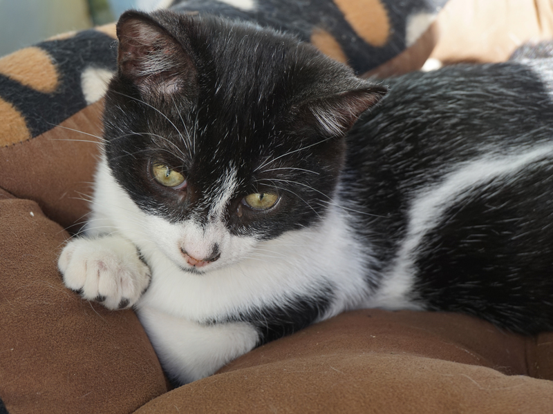 FITO (ELS NOSTRES PETITS)