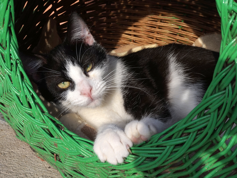 LINO (ELS NOSTRES JOVENETS)