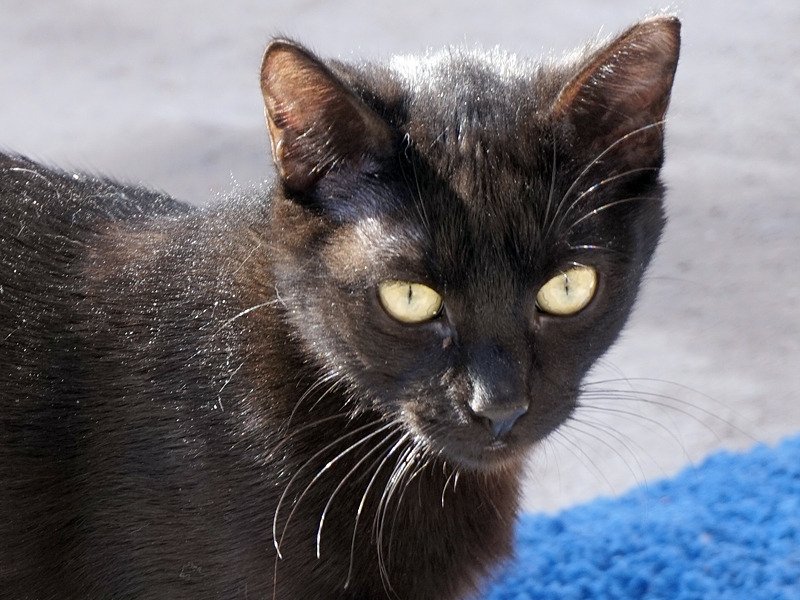 RUNNY (ELS NOSTRES JOVENETS)