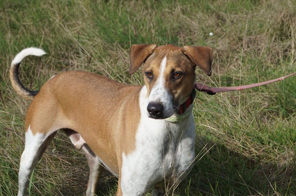 ROURE – AL REFUGI DESDE CADELL