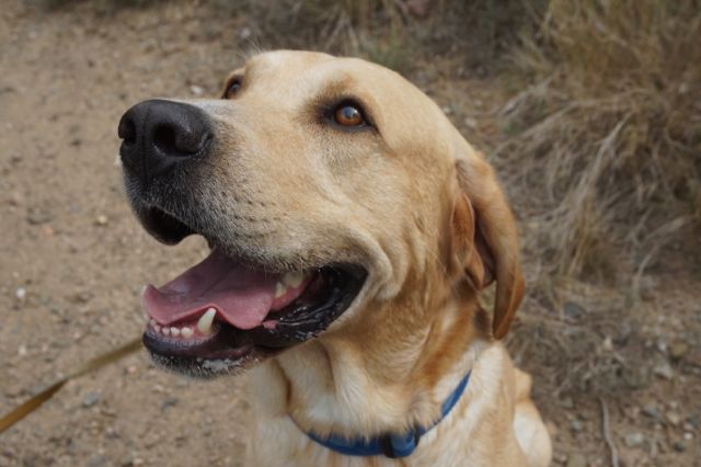 NENE- Acollida per adopció