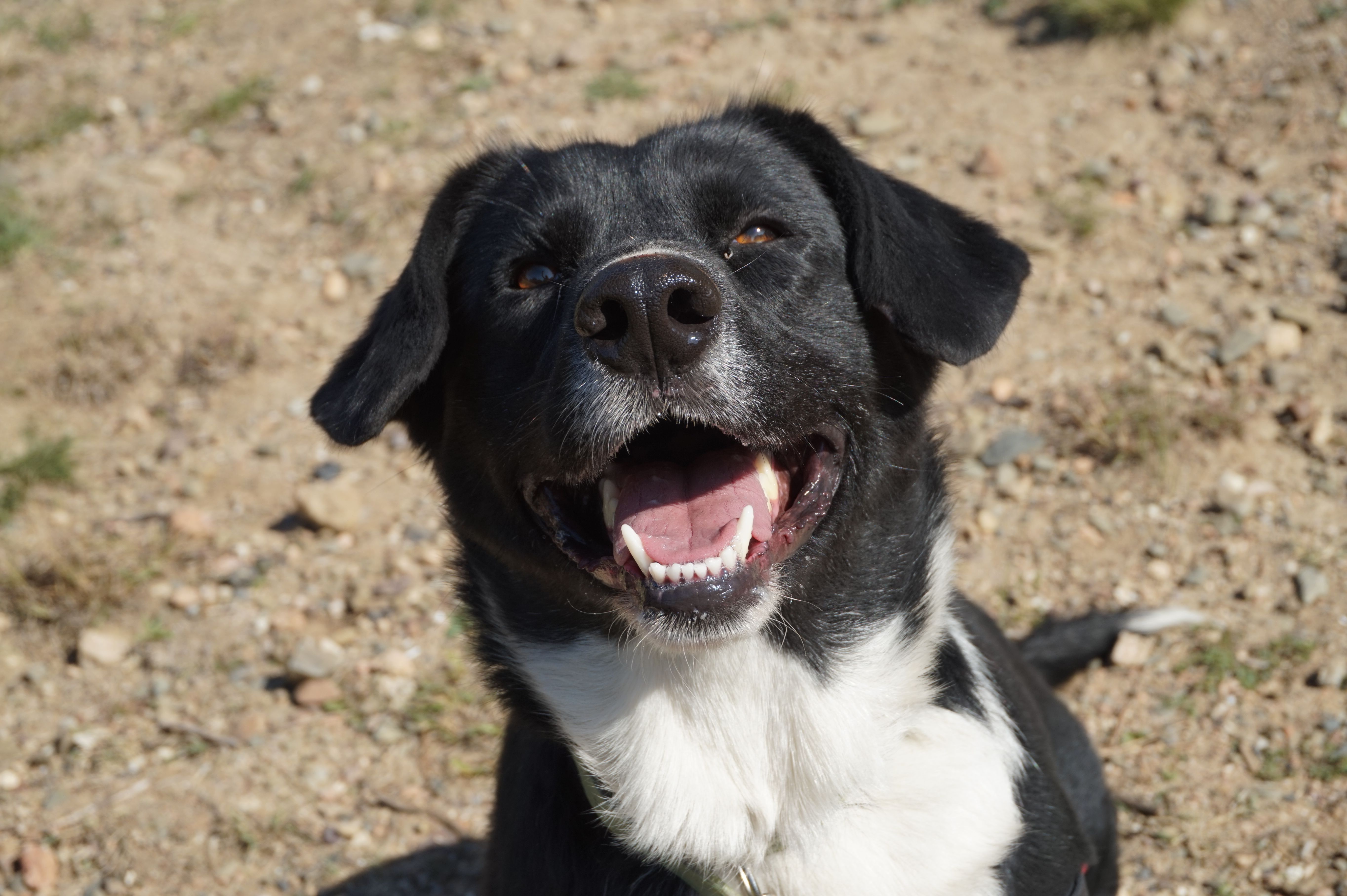 Cecília- Recuperada