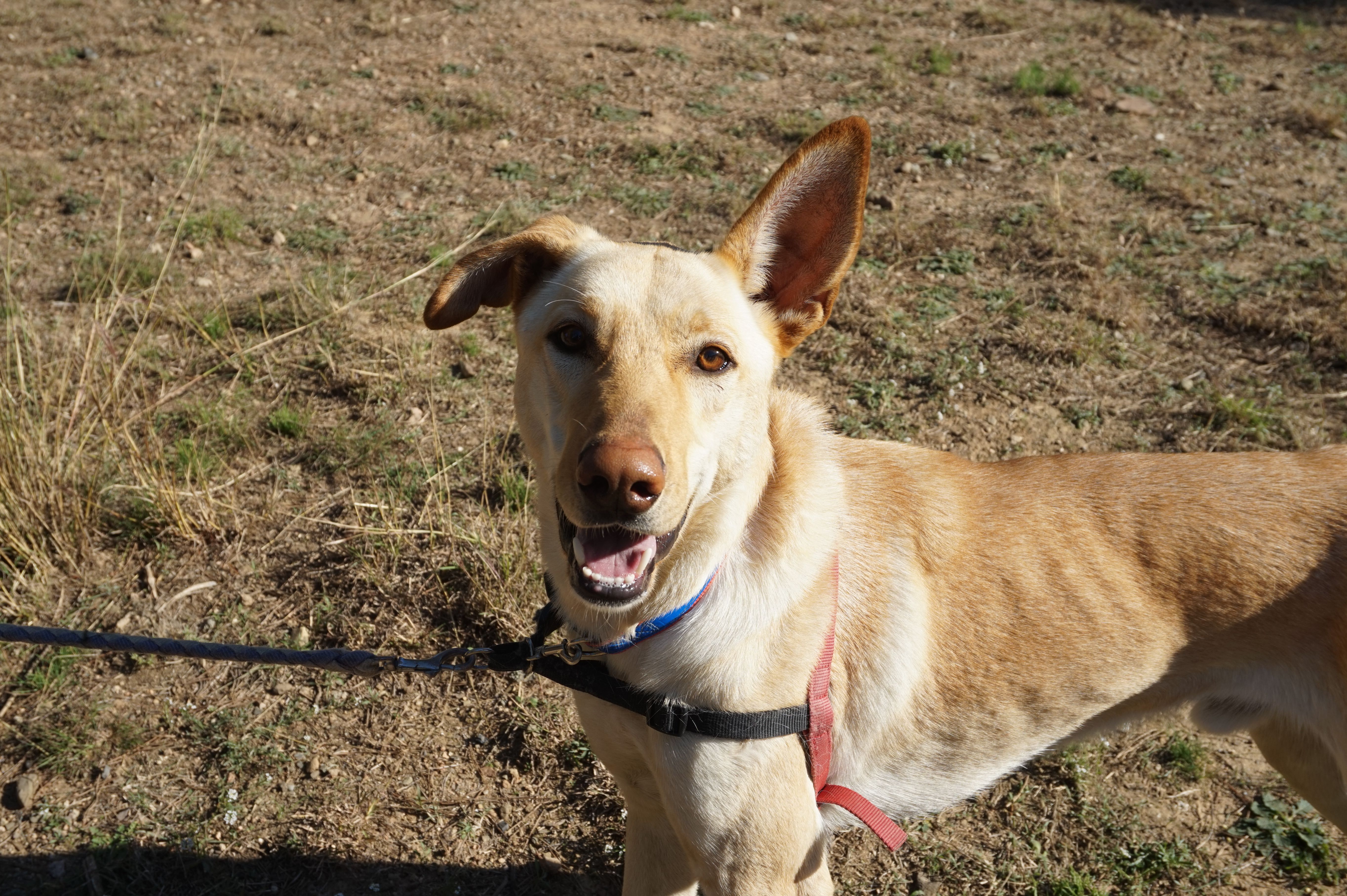 Pluto (en acollida per adopció)