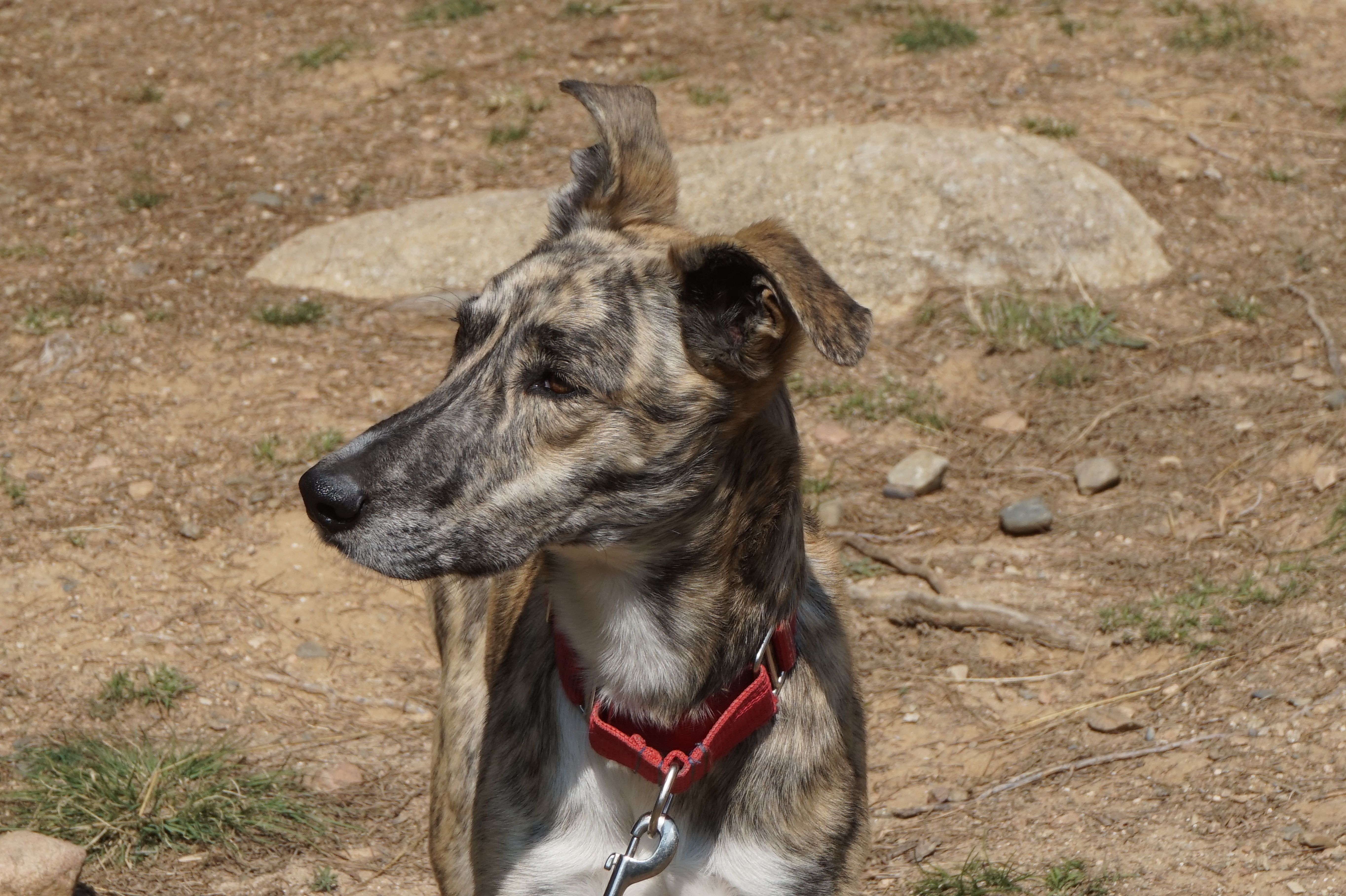 Thyson (en acollida per adopció)