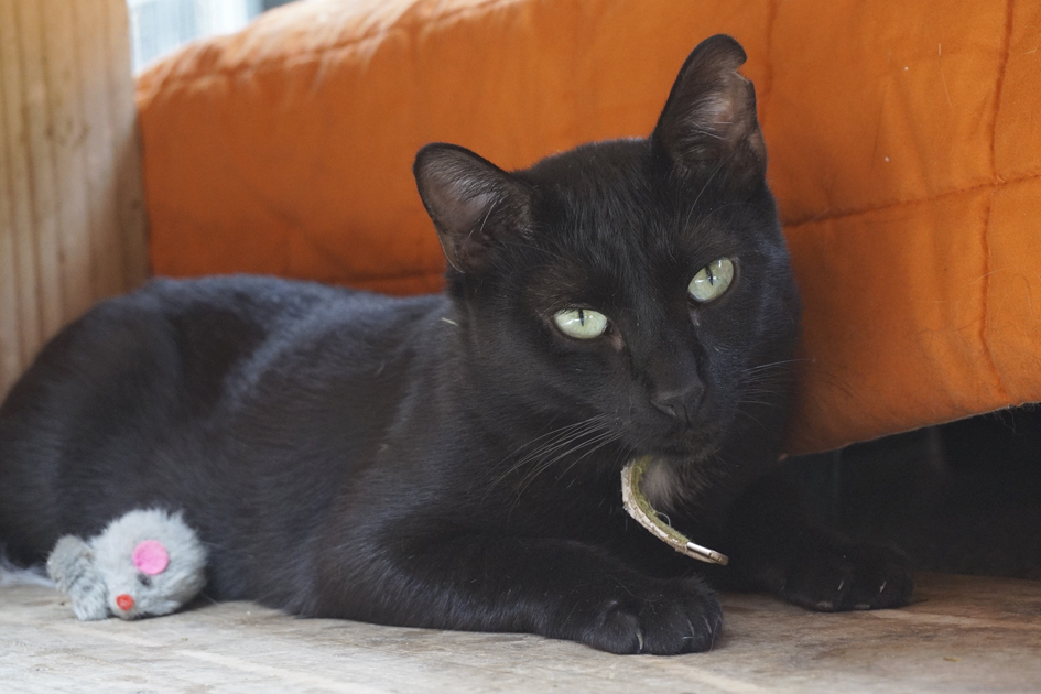 KLAUS