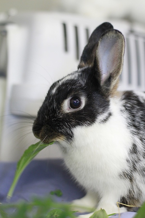 Valkiria i fills (conills)