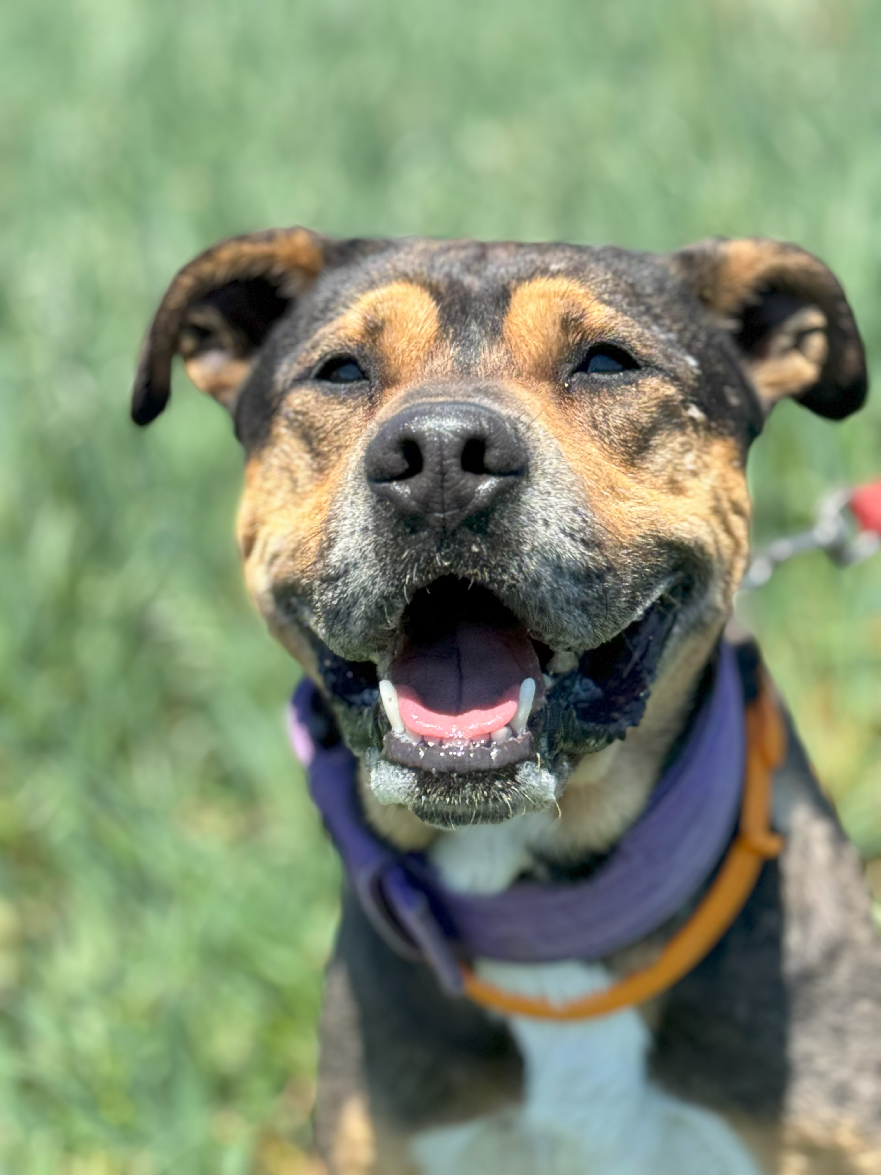 🆘⛑Jordan – ACOLLIDA URGENT 🆘🆘🆘