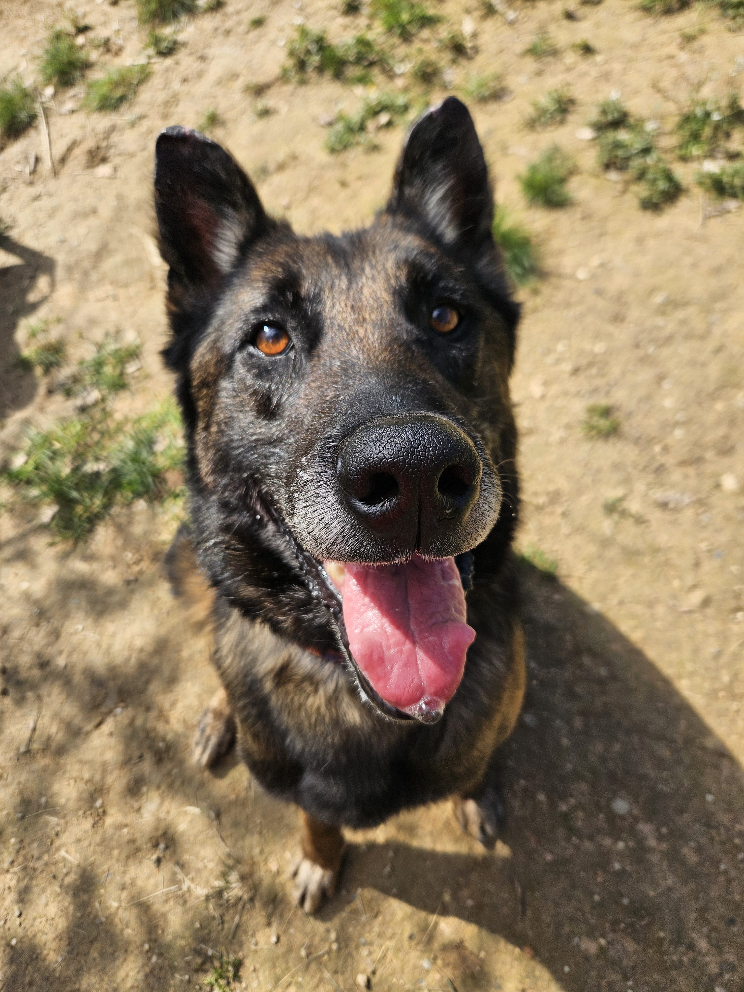 💜💜💜PACHARAN – Una Ànima Gentil Cercant una Llar Amorosa