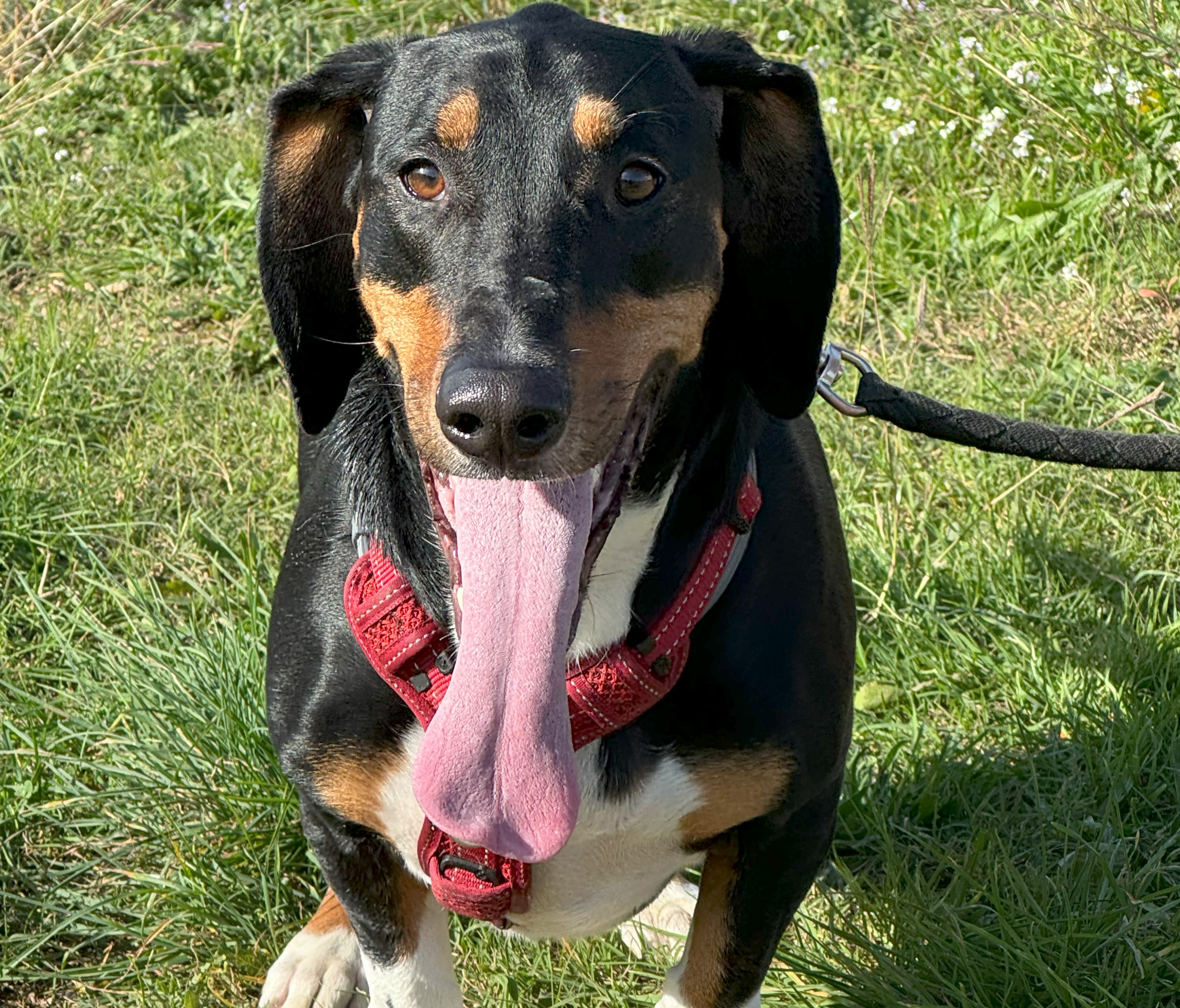 Atlas ❤️