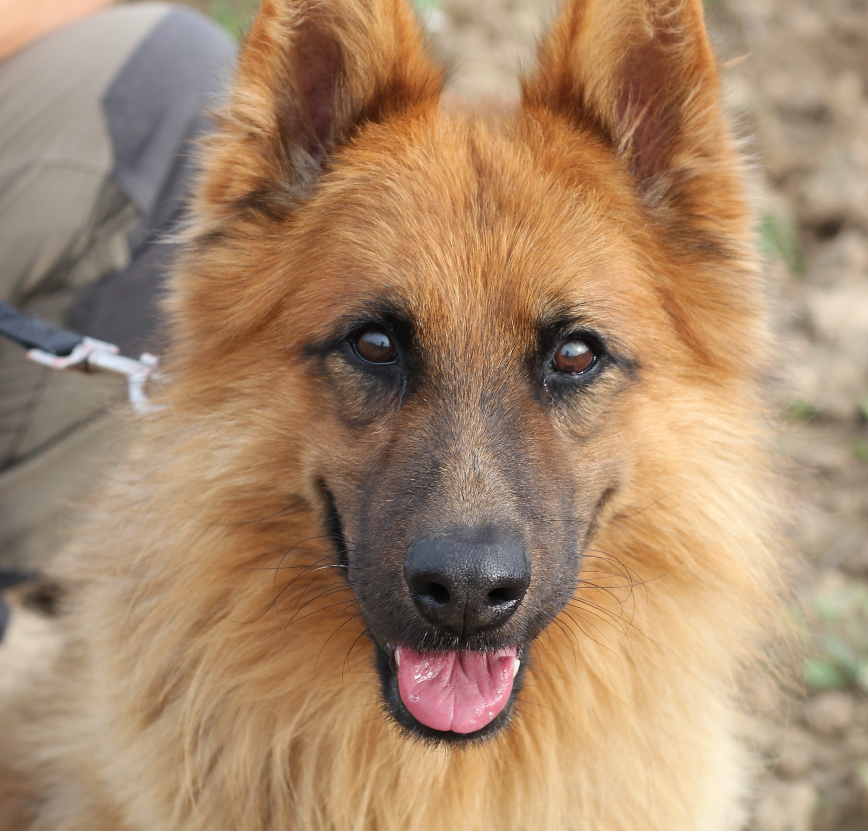 💙 Apolo 💙- Un company que enamora