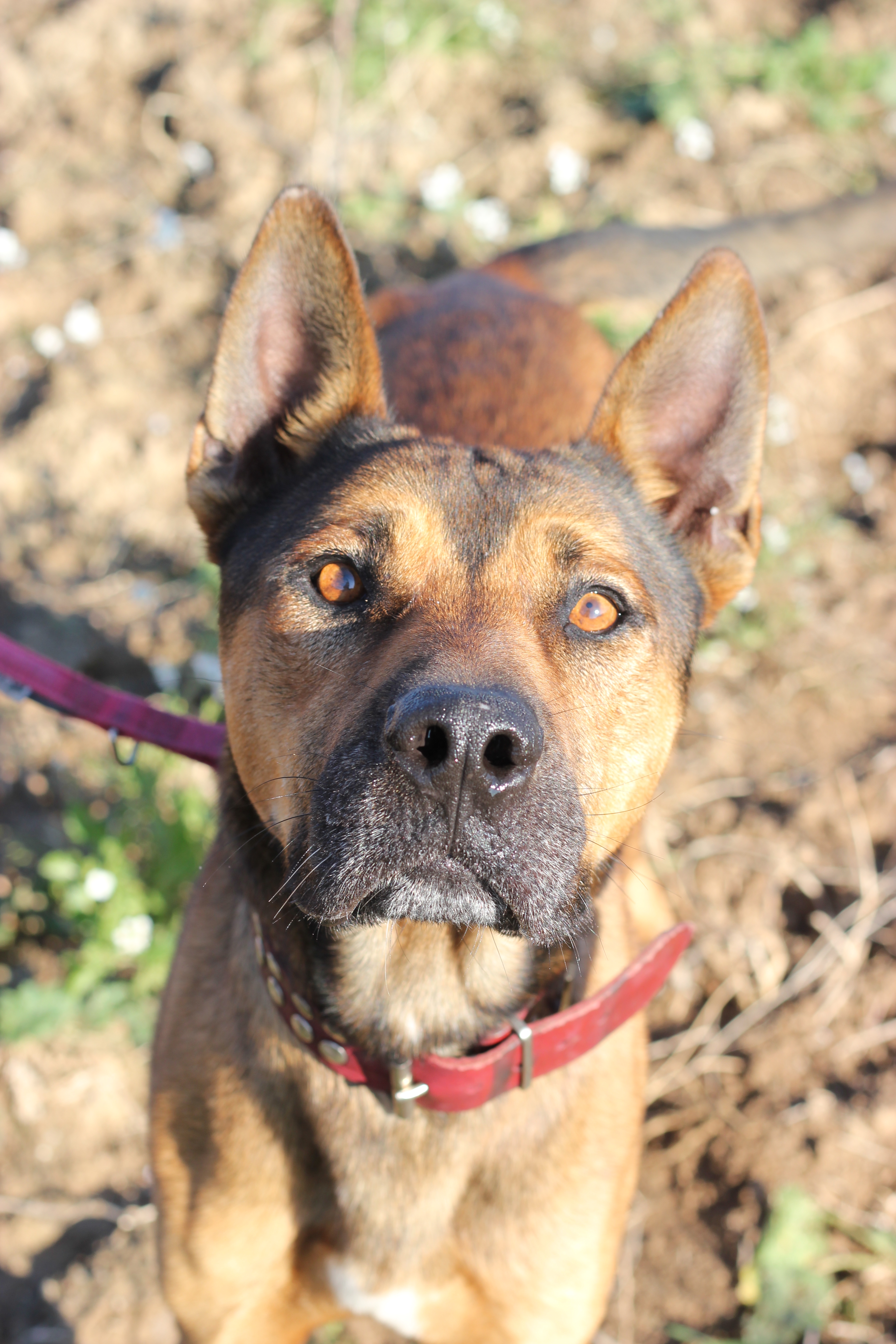 RONNIE 💞💞💞- Un cor jove que necessita córrer lliure