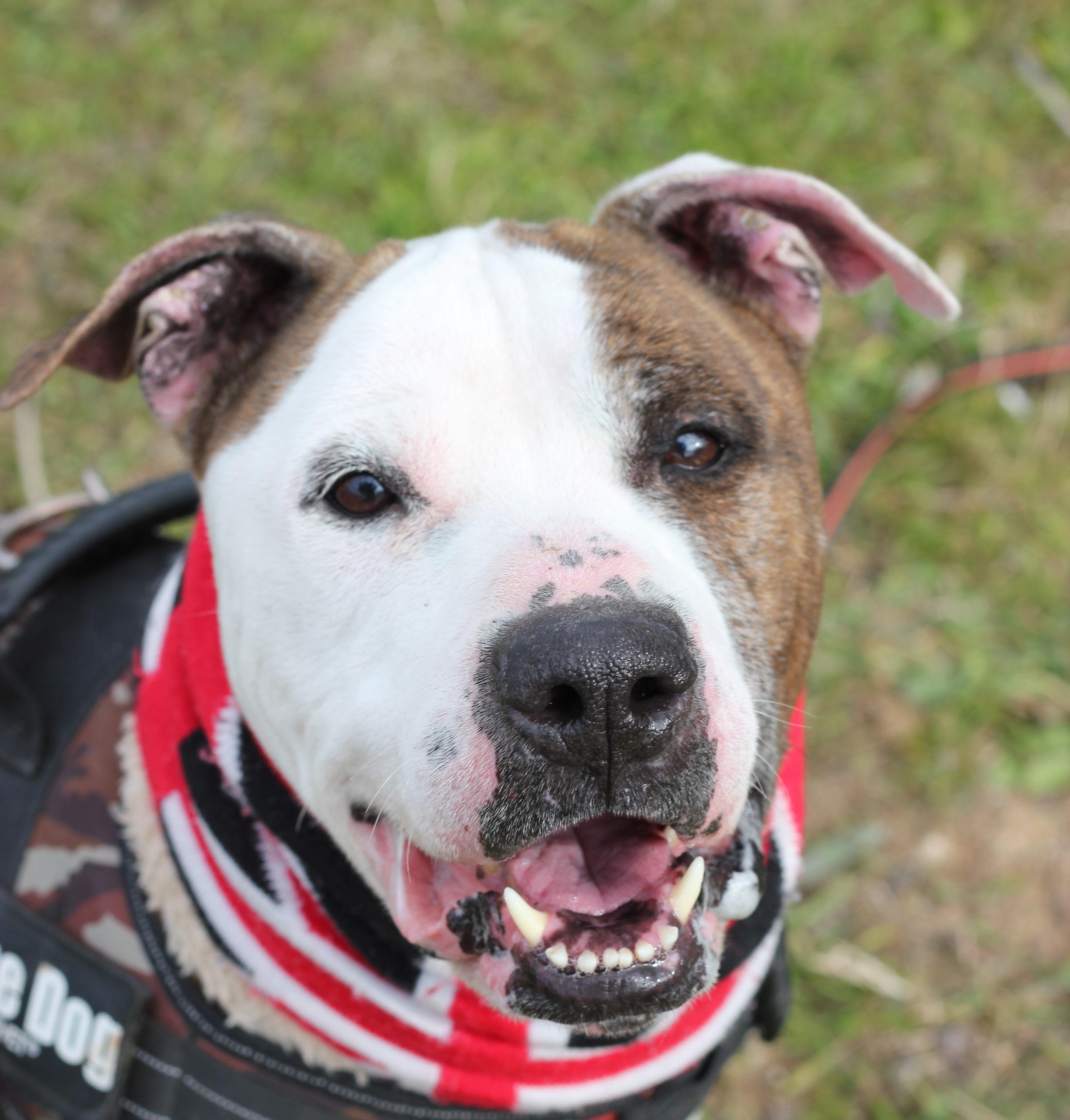 GOLFO – 💯❤️Una ànima dolça