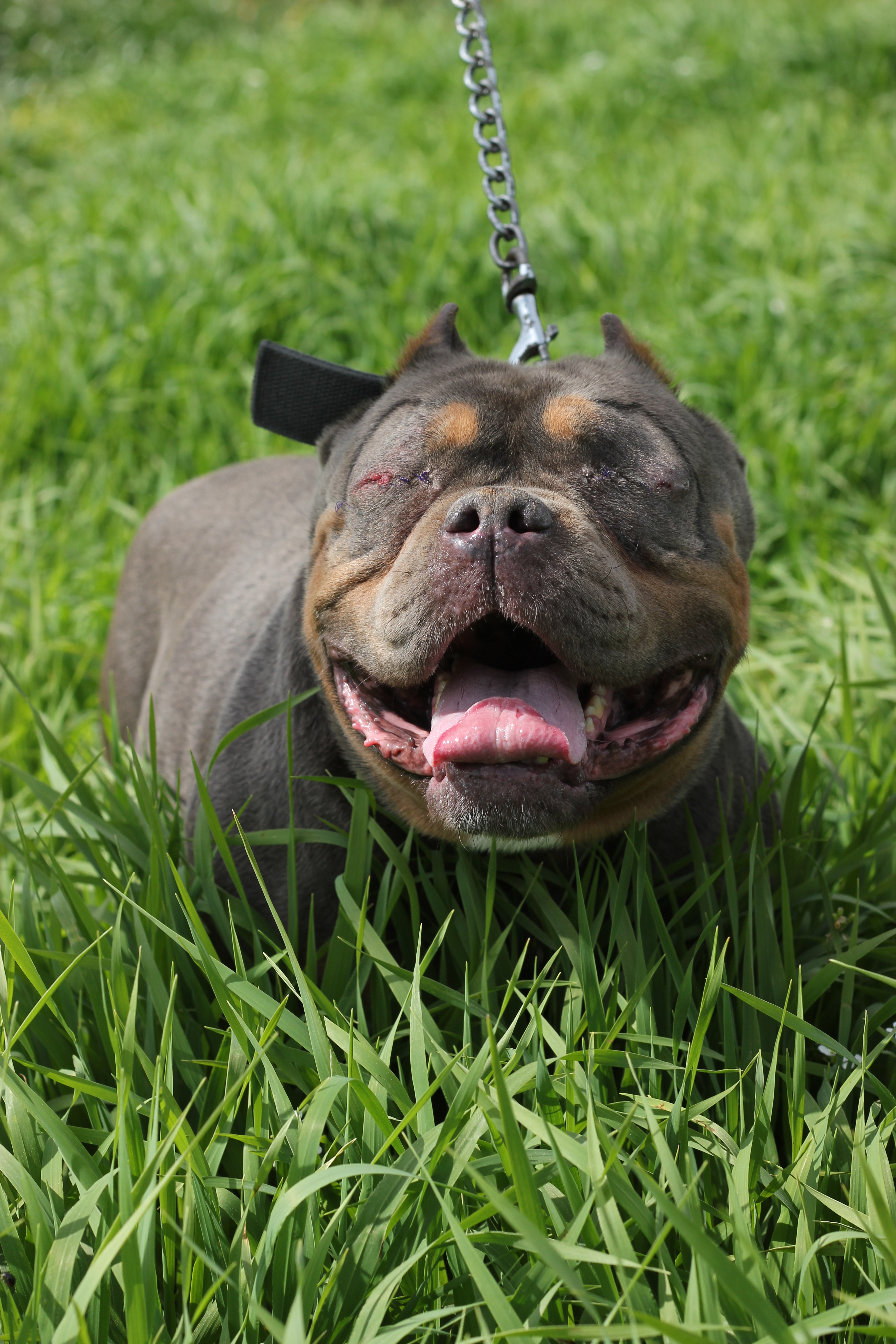 DOGGY – 💖Un petit guerrer