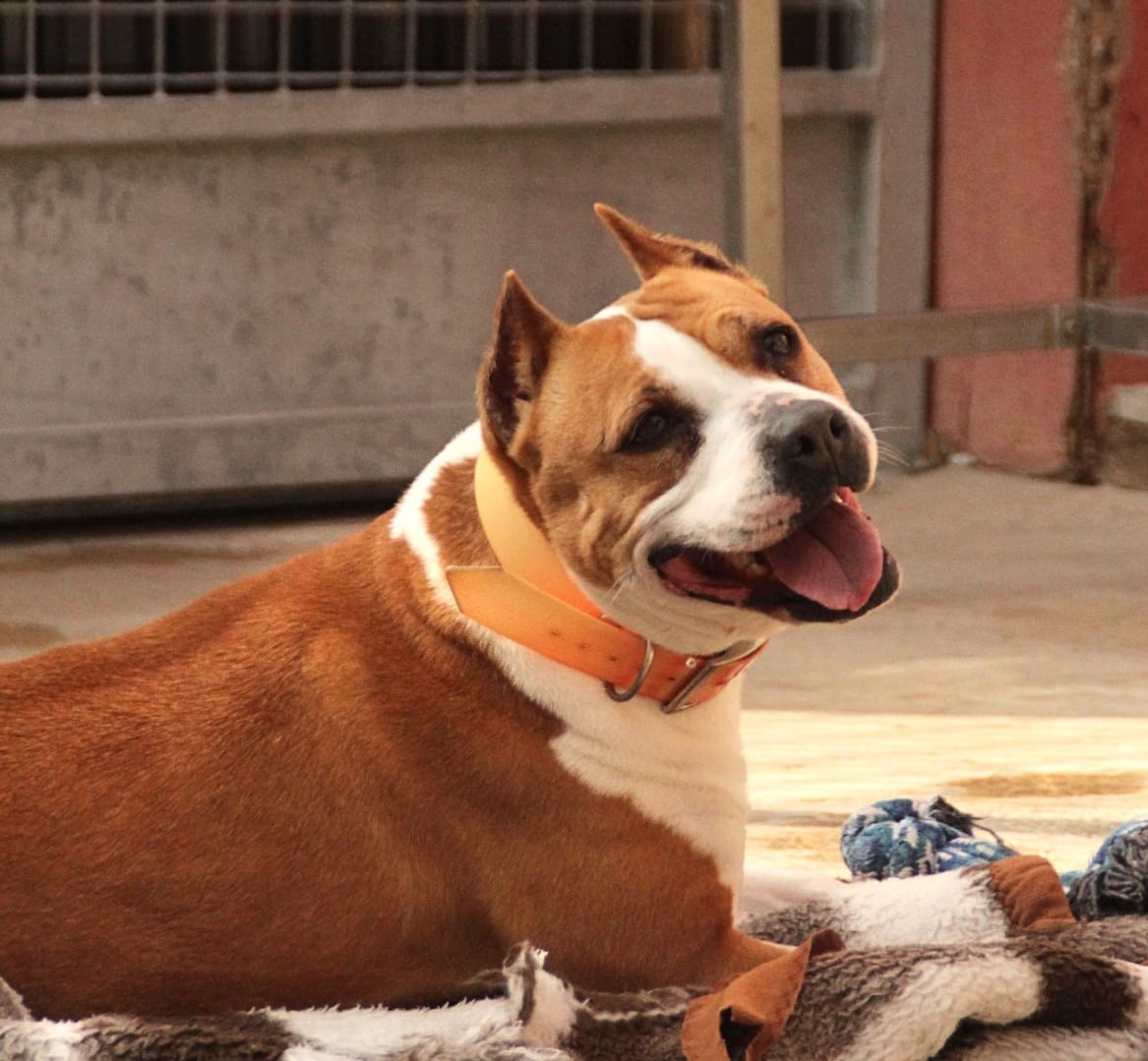 ❤️ KIRA ❤️- Una mirada que busca un cor ❤️❤️❤️