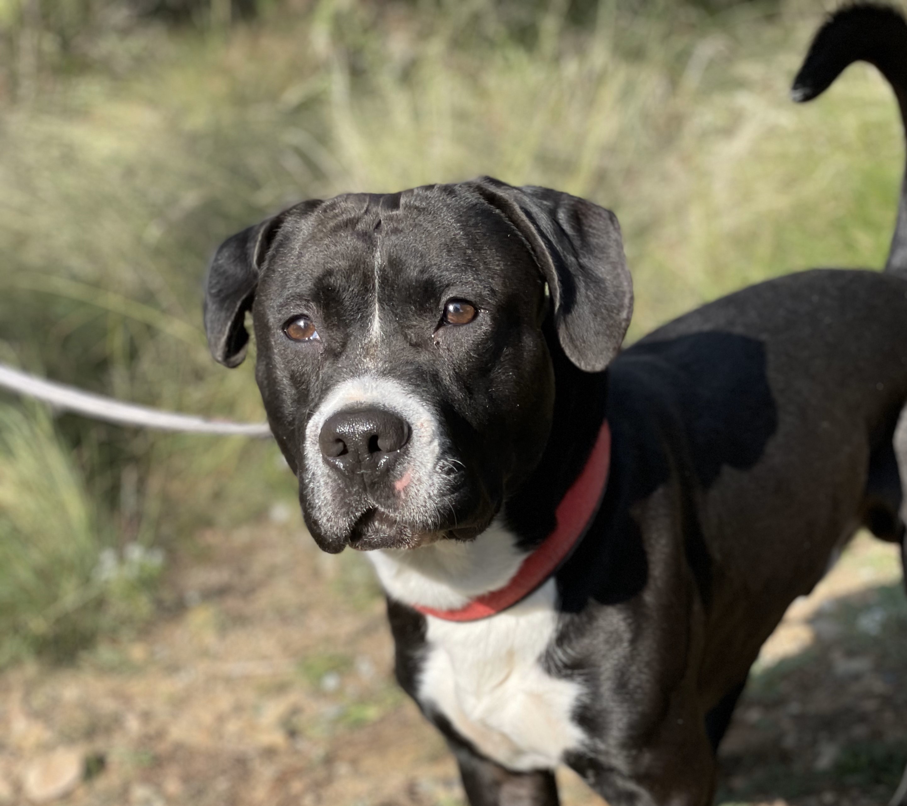 🌞 CHASE 🌞 – El Staffy de potes curtes