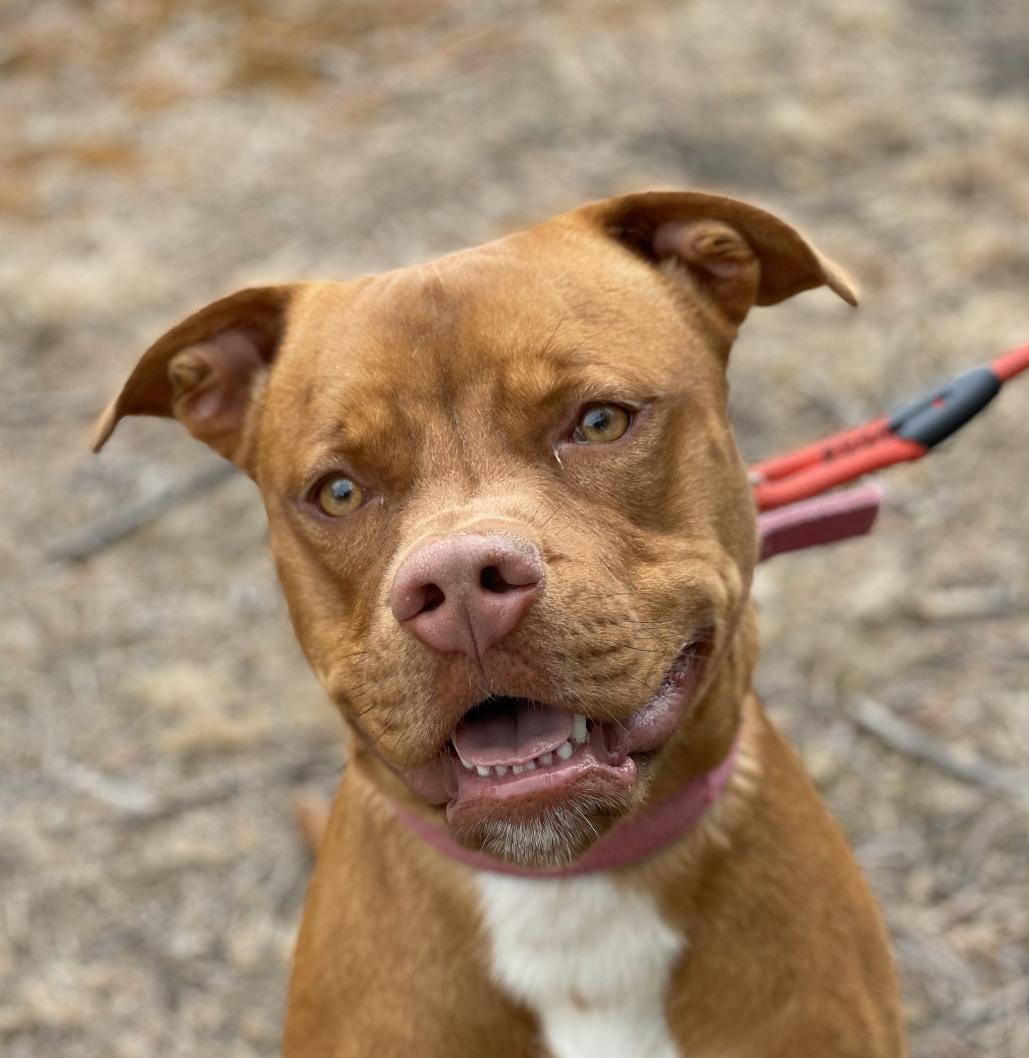 🌞 NUR 🌻 – Un amic fidel t’espera al refugi 🌹