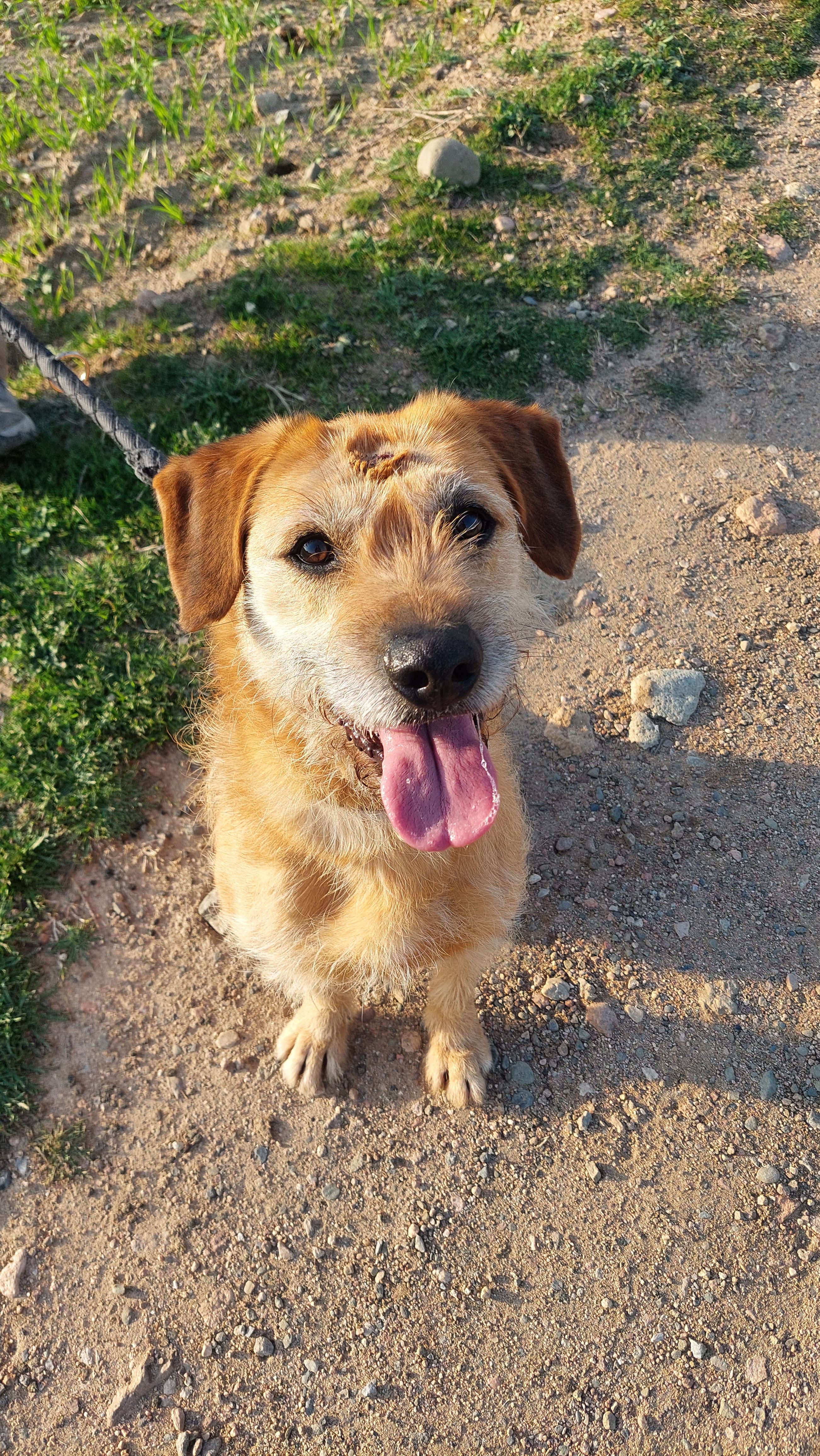 💖MANGO 💖 – La història d’un cor valent