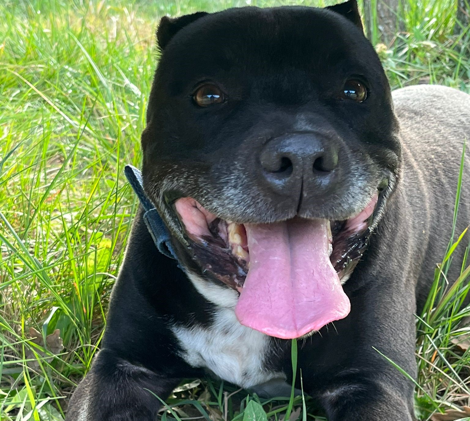 💚💚💚BEYRON – Una Ànima Gentil Busca una Jubilació Plena d’Amor