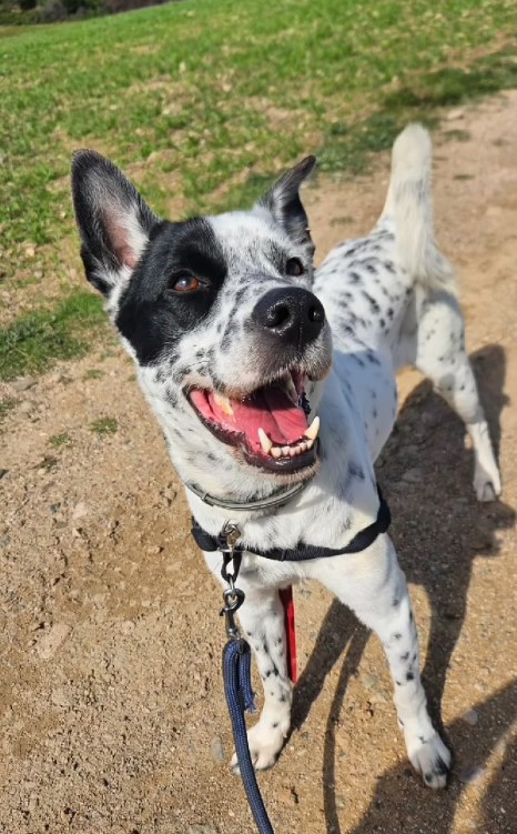 DINGO – 🖤El Cor que Batega Fort❤️