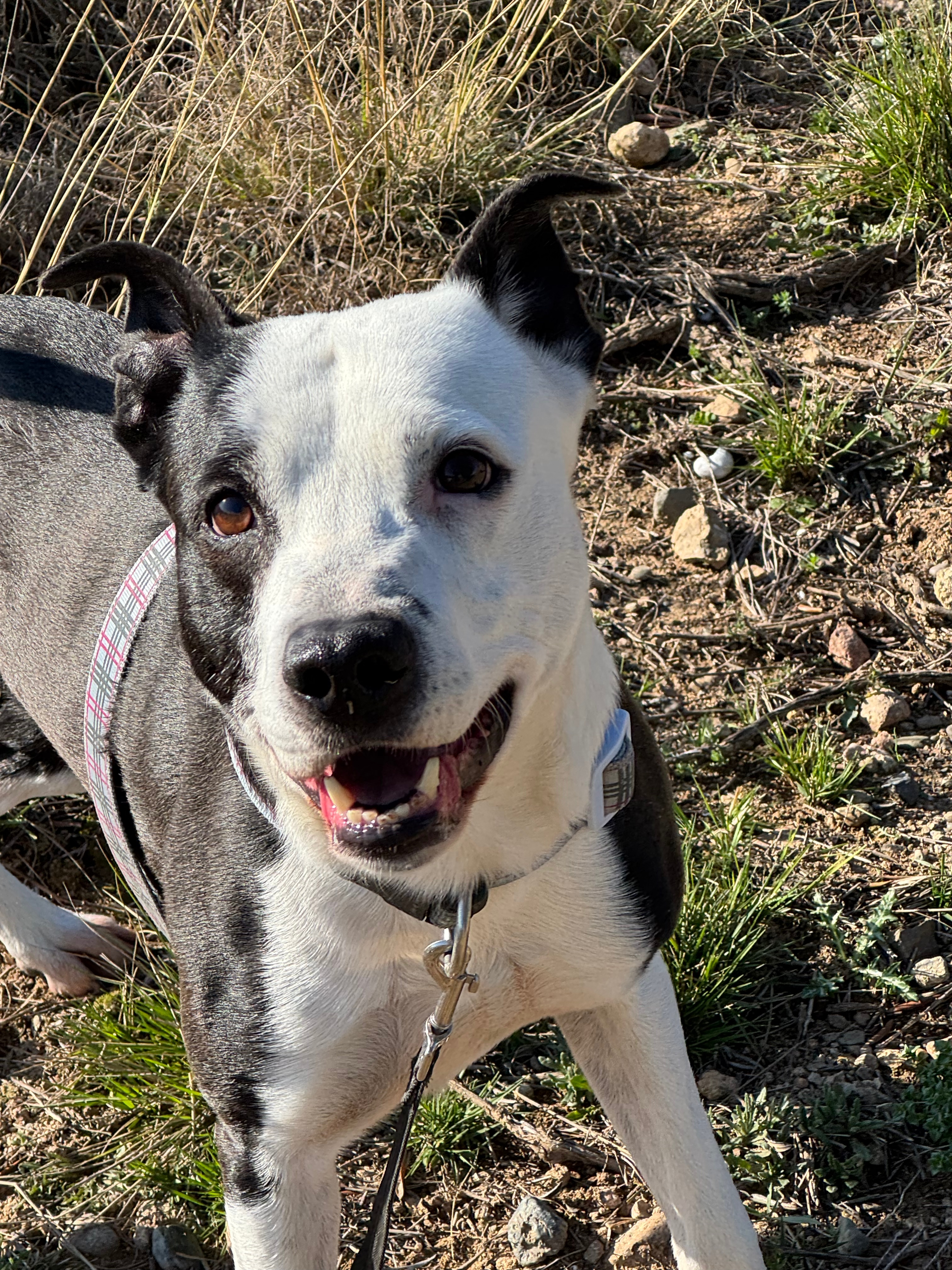 💛TRUNKS 💛  – Jove, juganer i sociable