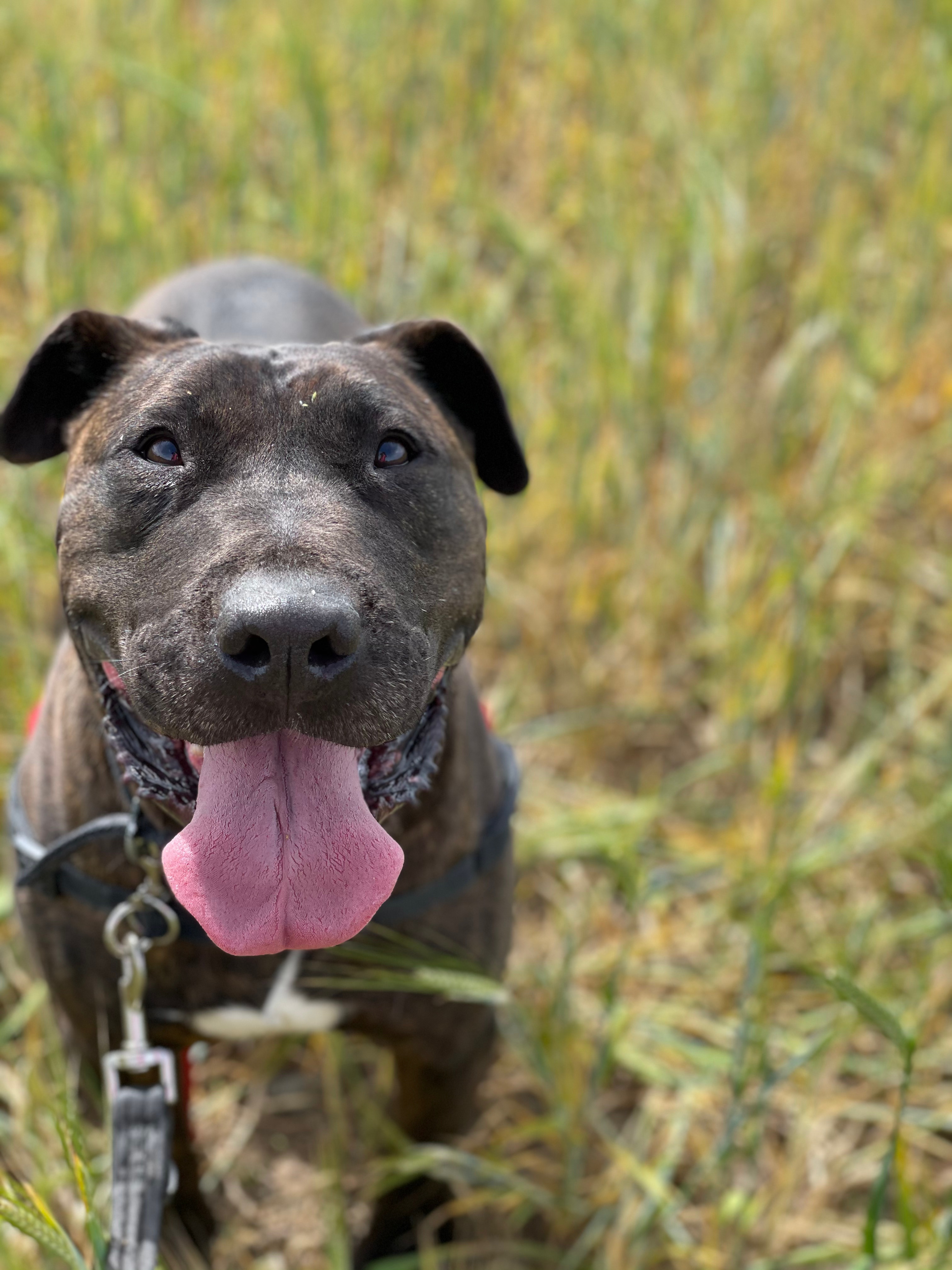 GORDO 💯❤️❤️❤️- Massa temps esperant, és hora de la seva felicitat.