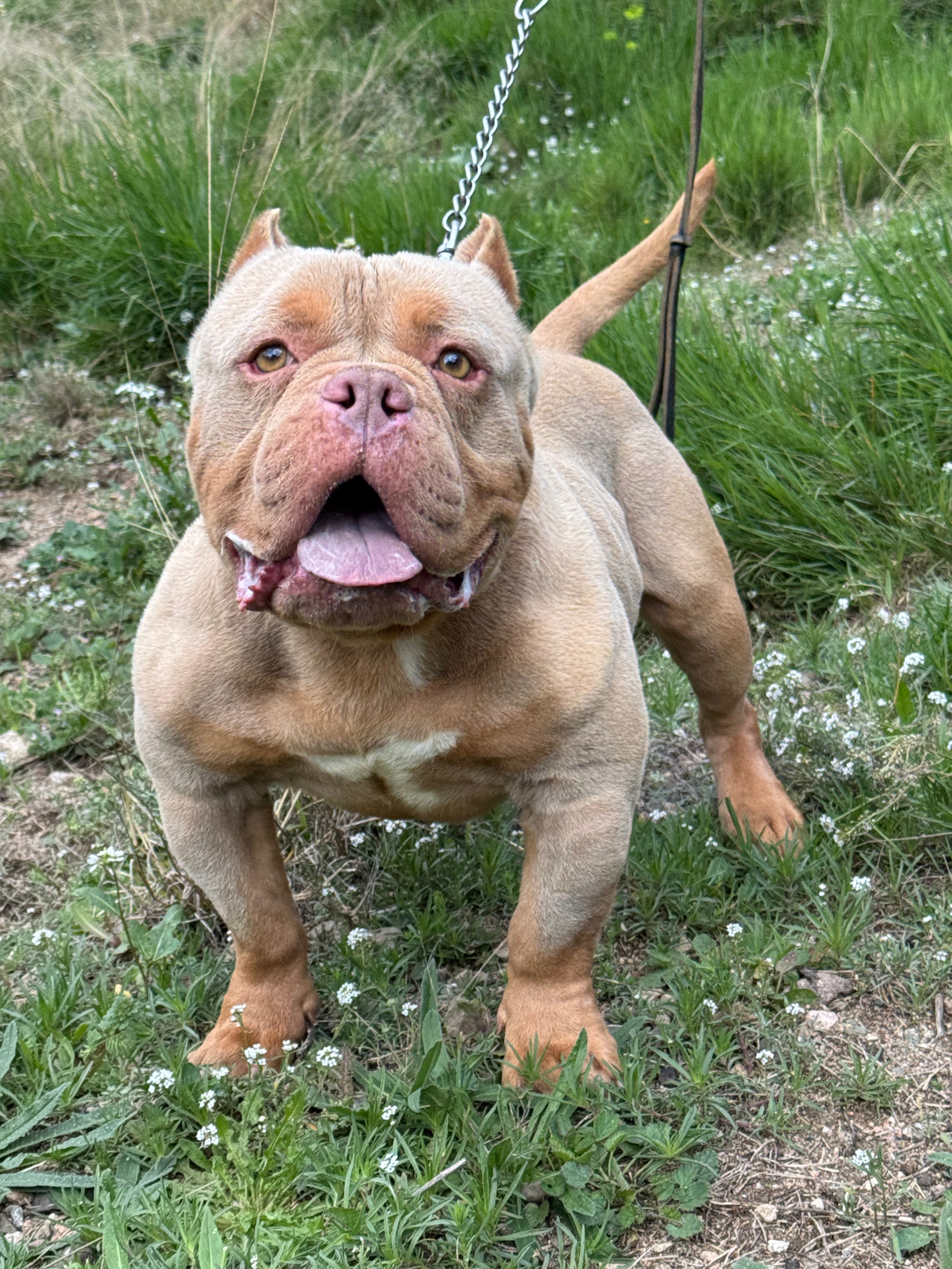 🌹D’VINCI 🌞- Un esperit indomable