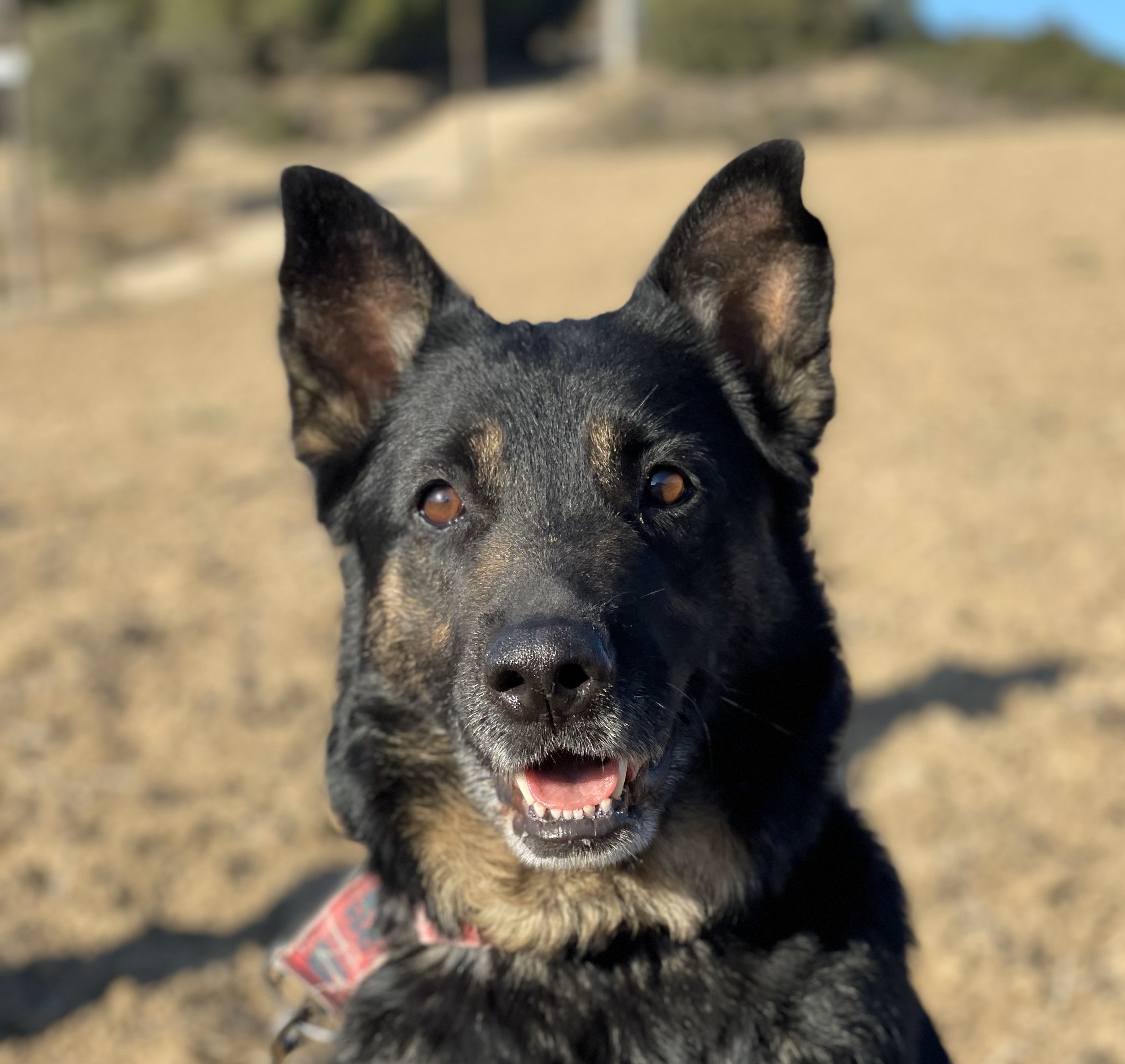 ❤️❤️❤️ DANA – Una Història d’Amor i Esperança