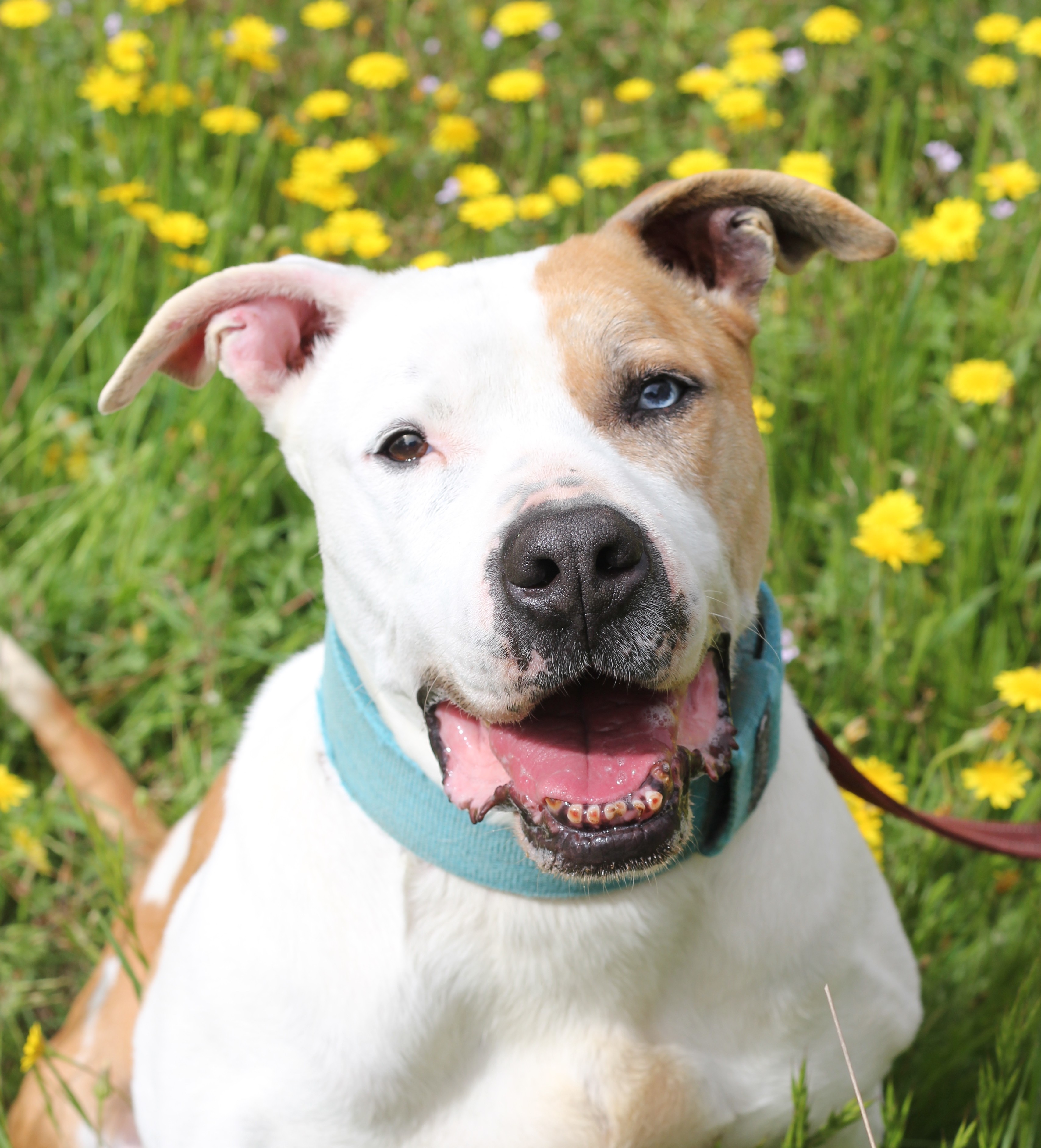 KAY -Un ❤️ que necessita afecte! (+🔟anys)