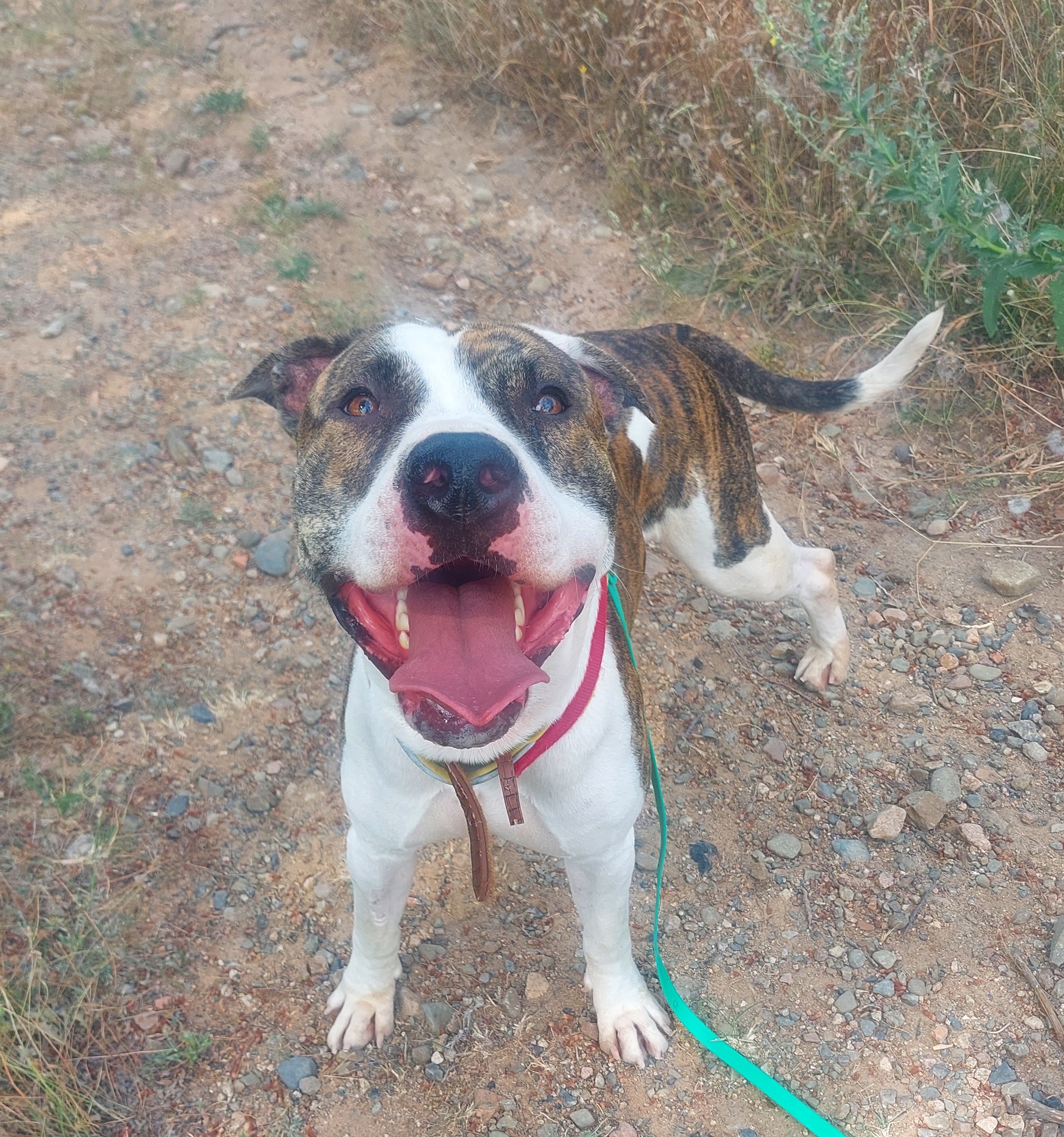🌞 MAXIMUS 💯❤️ – Energètic i Carinyós