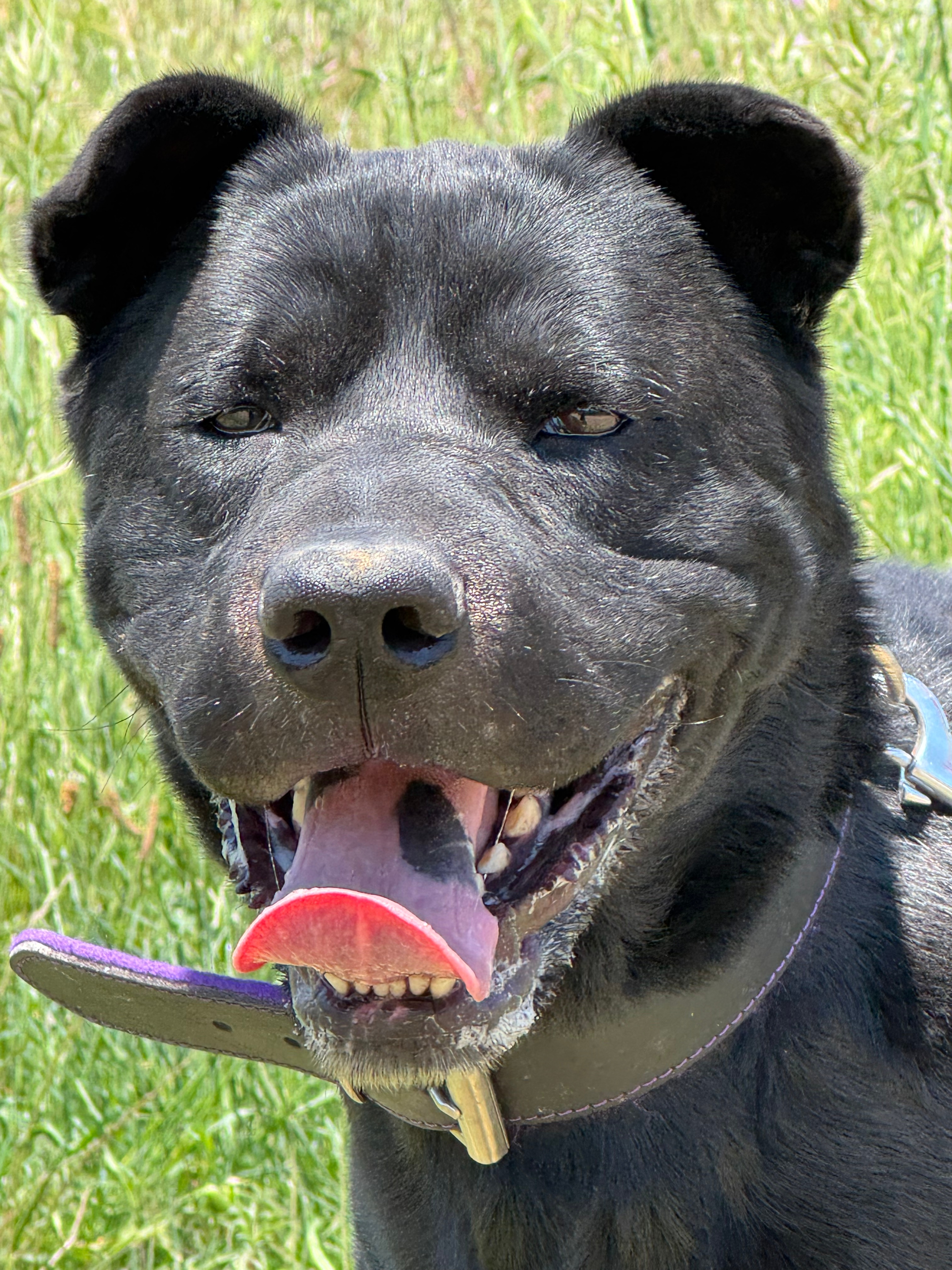 🍀 LUCKY – 🐾🐾🐾El teu nou company de passeig t’espera!