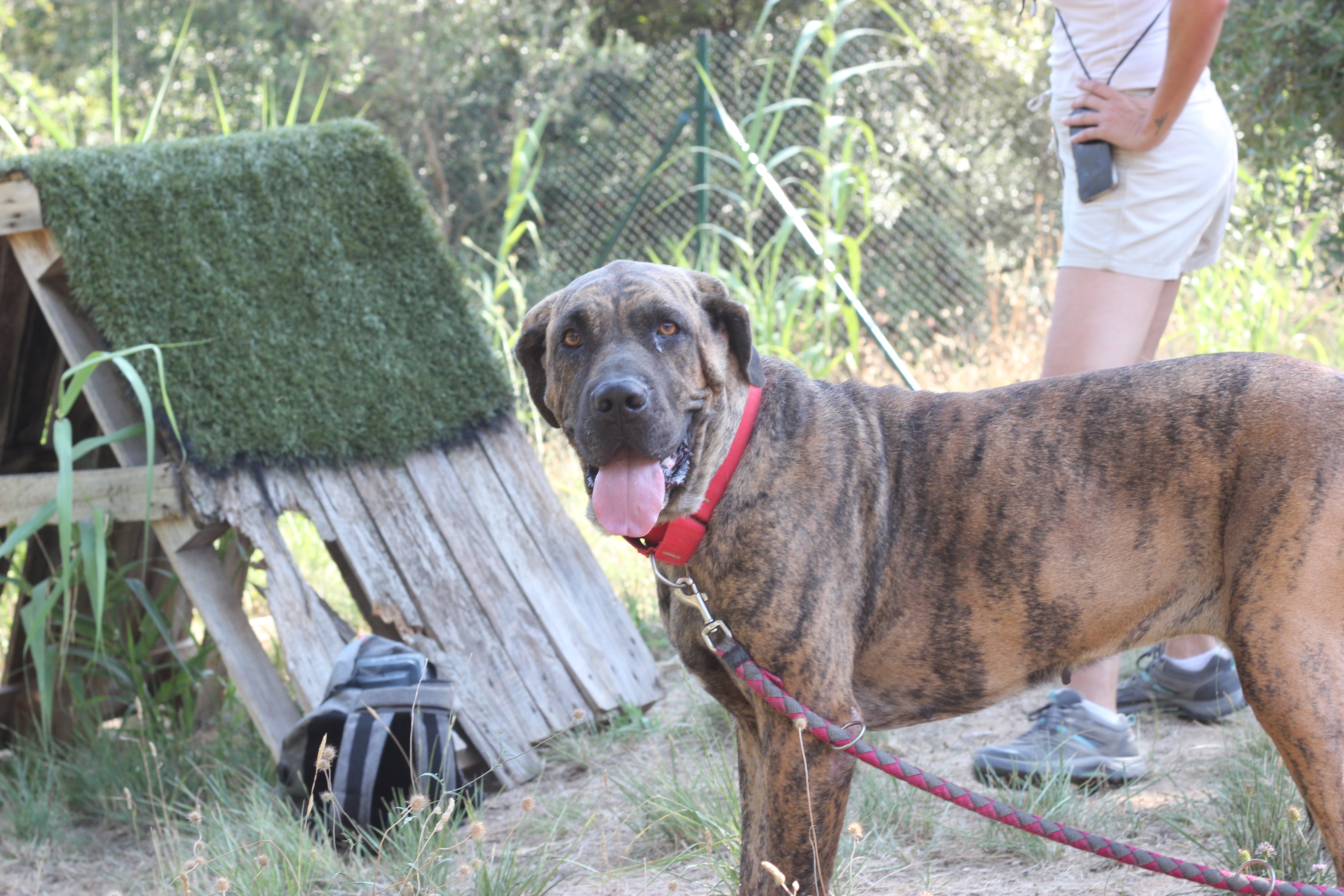 TROYA -❤️Una Bellesa Tímida que Busca Confiança