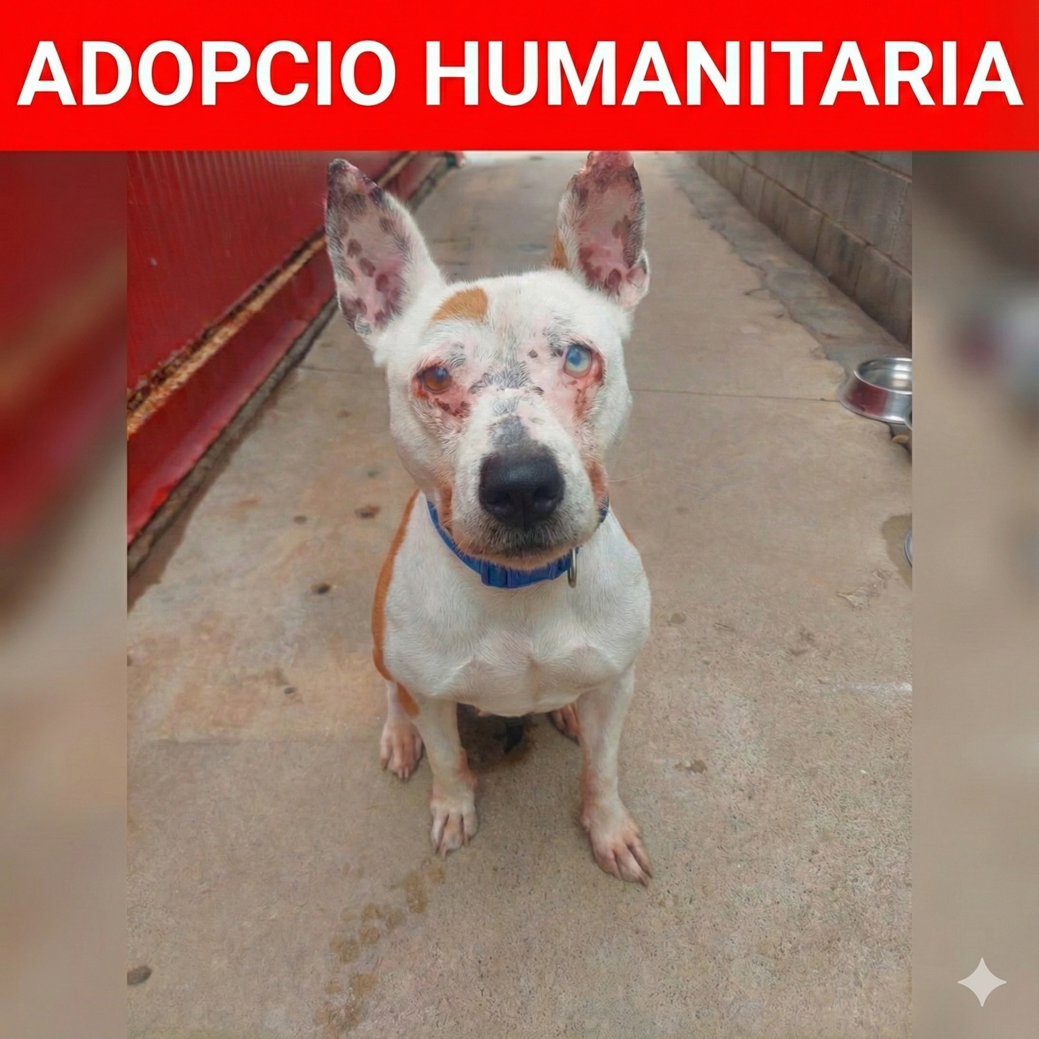 🌞 CHANNEL🌞 – ❤️ACOLLIDA HUMANITÀRIA