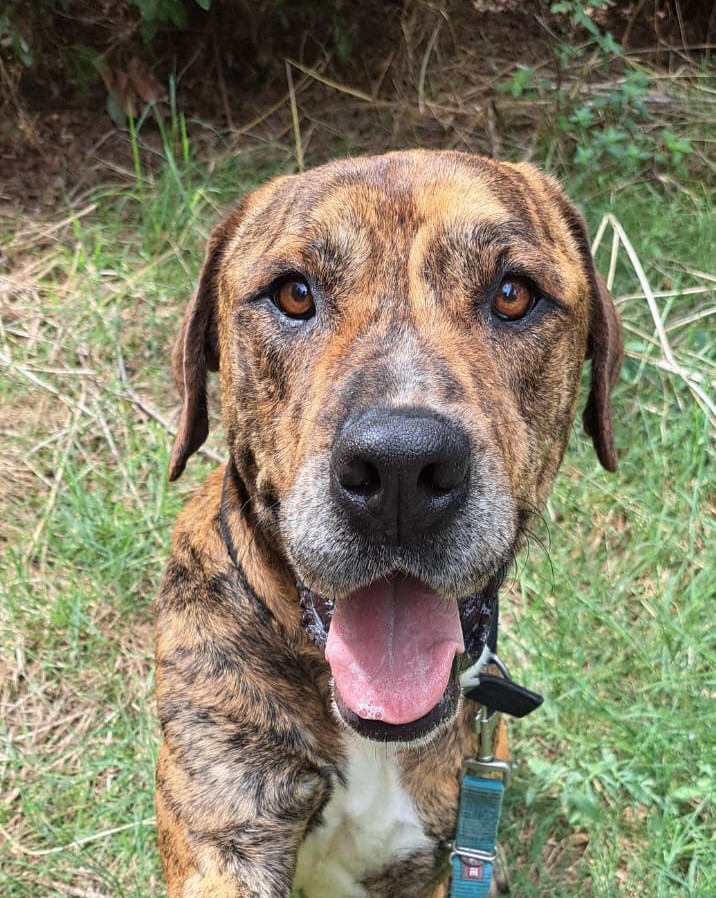 DRAKO – 💙Un lladre de cors 💙