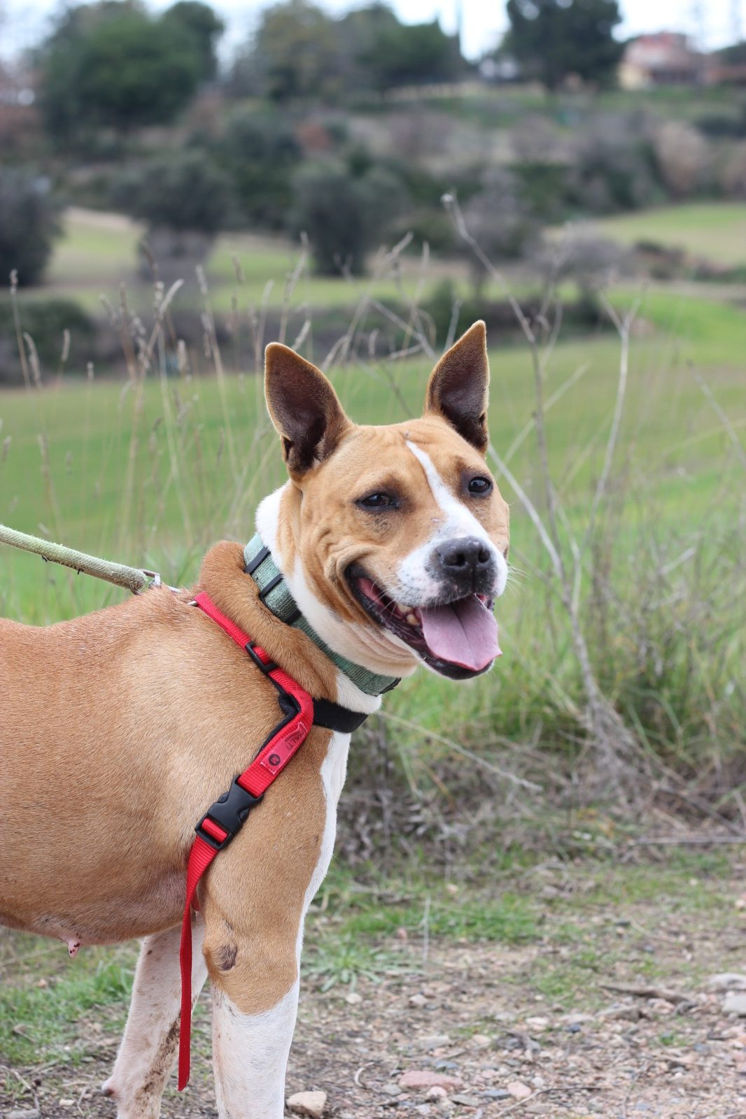 LETICIA ❤️- Una segona oportunitat per aprendre a estimar