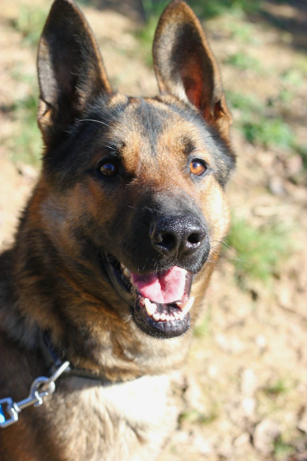 💖 TAJIN 💖 – cor de pastor ple de vida!!