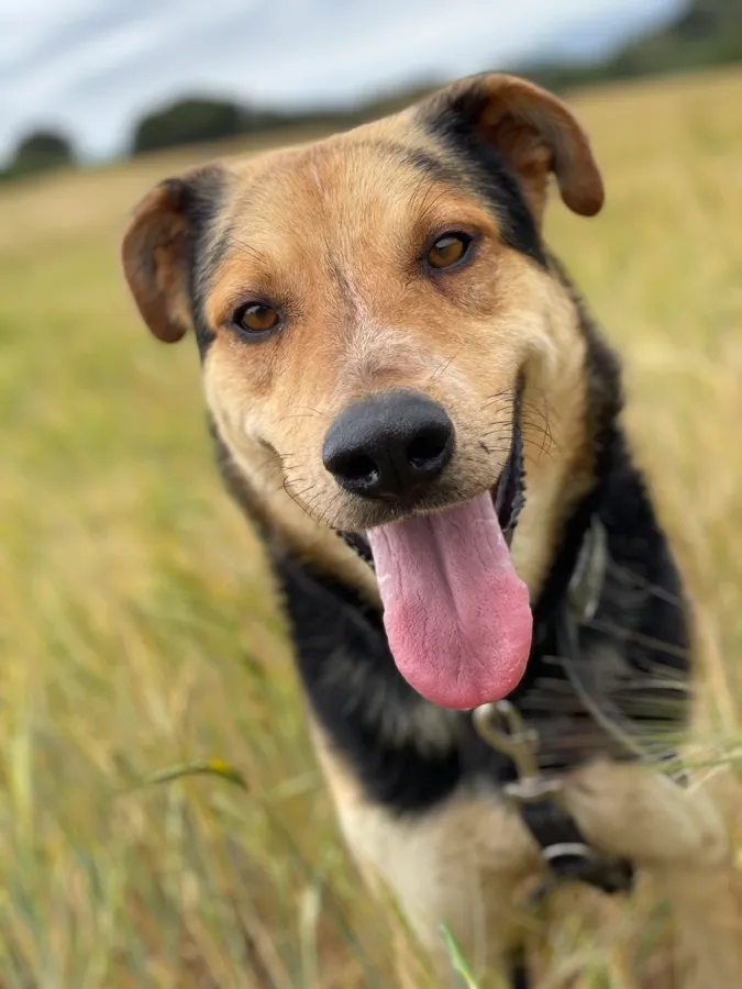 TICO – ❤️Un cor fidel